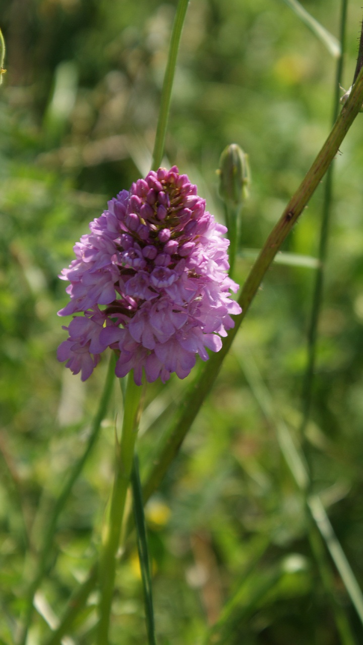 orchidea??  Anacamptis pyramidalis